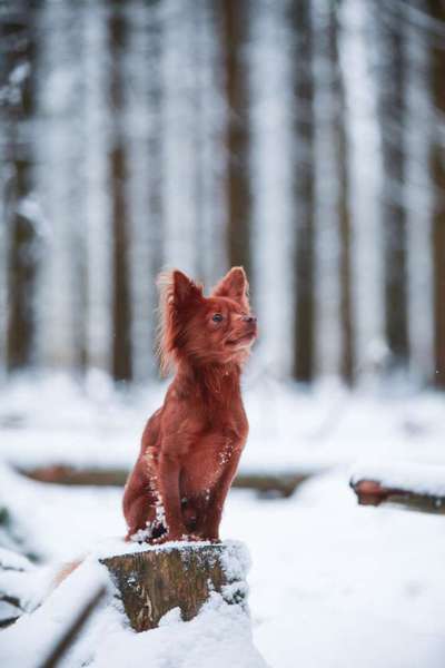 Dogorama Photo Challenge - Winterstimmung-Beitrag-Bild