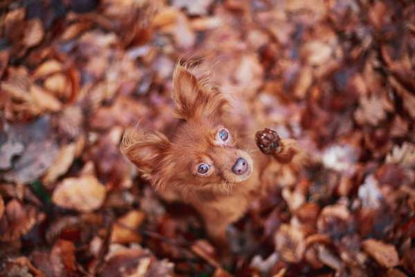 Ton in Ton-Beitrag-Bild