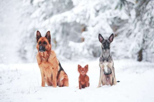 Deutsche Schäferhunde, Belgische Schäferhunde.-Beitrag-Bild