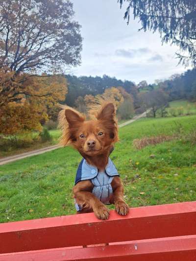 31. Collagen Challenge - Bänke/ Steine /Baumstümpfe-Beitrag-Bild