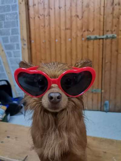 Lustigsten Bilder-Beitrag-Bild