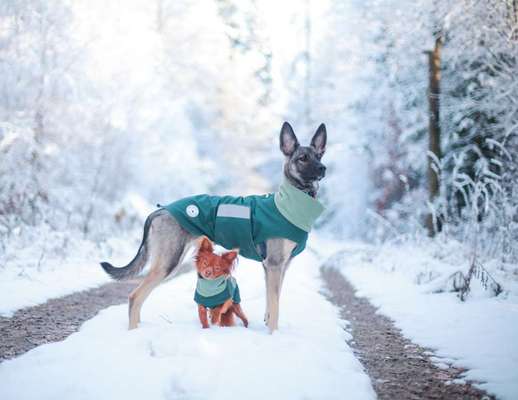 24. Collage-Challenge  *Hund im Schnee*-Beitrag-Bild
