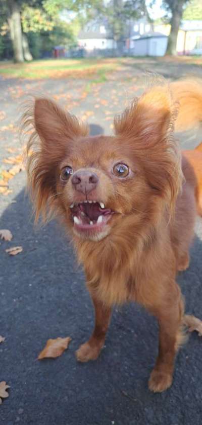 Dogorama Photo Challenge - Fail/Outtakes-Beitrag-Bild