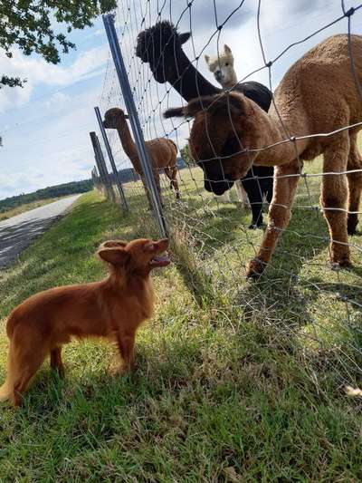 28. Collagen Challenge - andere Tiere-Beitrag-Bild