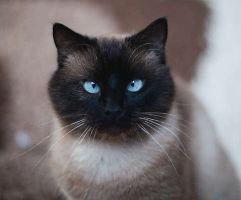 Hundebilder-Beitrag-Bild