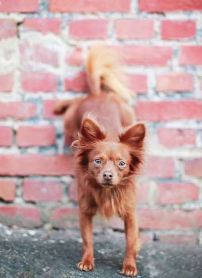 45. Handy - Foto - Challenge-Beitrag-Bild