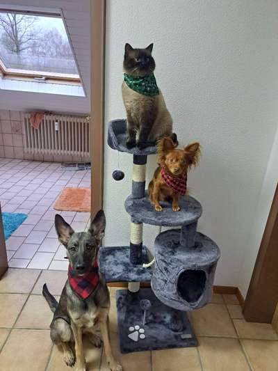 Hund und Katz Momente-Beitrag-Bild