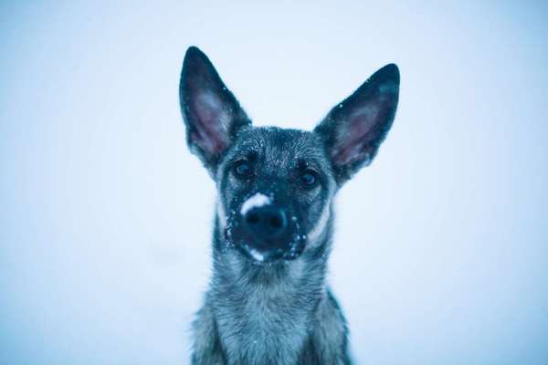 24. Collage-Challenge  *Hund im Schnee*-Beitrag-Bild