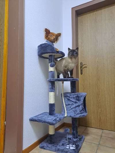 Hund und Katz Momente-Beitrag-Bild