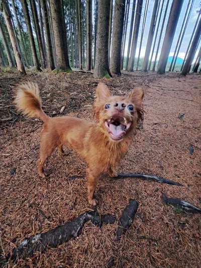 Handy Foto Challange Nr. 46  Happy Dog-Beitrag-Bild