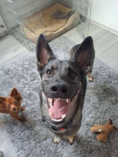 Handy Foto Challange Nr. 46  Happy Dog-Beitrag-Bild