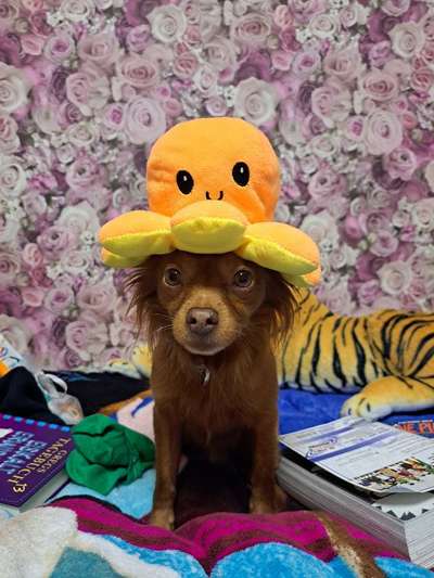 Lustigsten Bilder-Beitrag-Bild