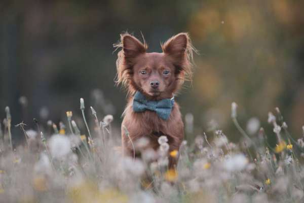 23. Collagen-Challenge: Portraits-Beitrag-Bild