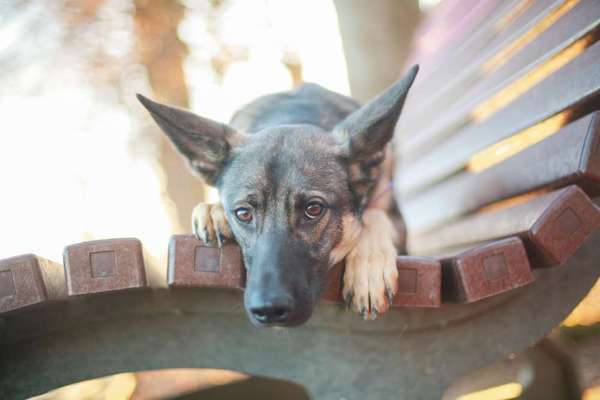 31. Collagen Challenge - Bänke/ Steine /Baumstümpfe-Beitrag-Bild