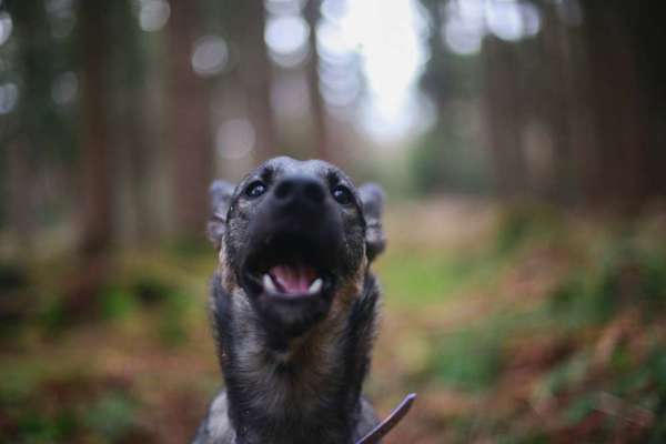 Dogorama Photo Challenge - Fail/Outtakes-Beitrag-Bild