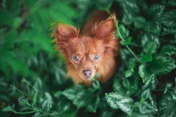 Doppelgänger gesucht !-Beitrag-Bild
