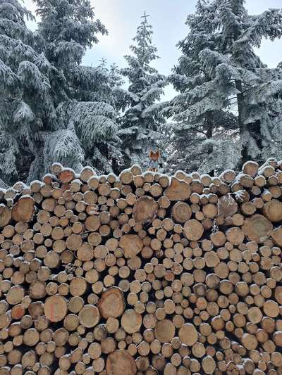 31. Collagen Challenge - Bänke/ Steine /Baumstümpfe-Beitrag-Bild
