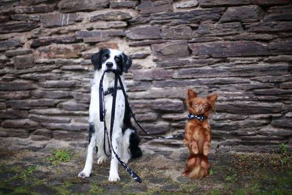 Dogorama Photo Challenge - an der Leine-Beitrag-Bild