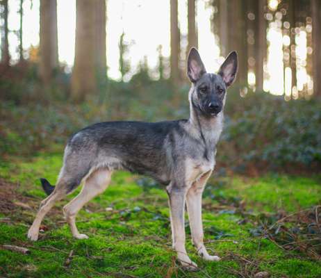 Zeigt mir eure Schäferhund Mischlinge :-)-Beitrag-Bild