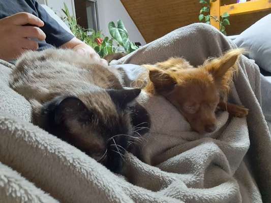 Hund und Katz Momente-Beitrag-Bild