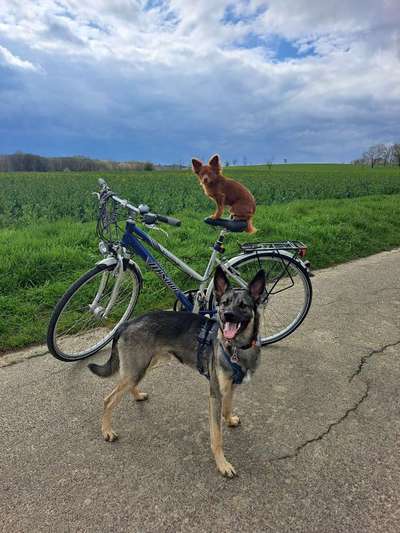 33. Collagen Challenge - Dein Hund und ein Fahrrad-Beitrag-Bild