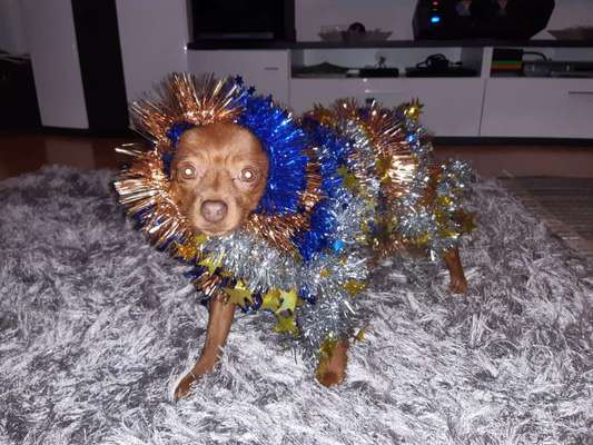 33. Handy Foto Challenge - Verkleidung deines Hundes-Beitrag-Bild