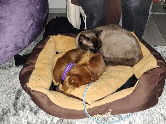 Hund und Katz Momente-Beitrag-Bild