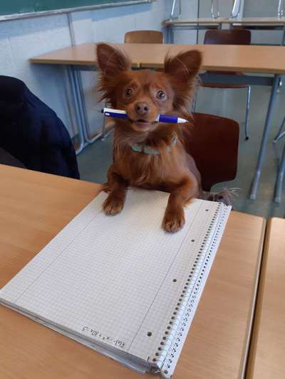 31. Handy - Fotochallenge
Vierbeiner mit am Tisch-Beitrag-Bild