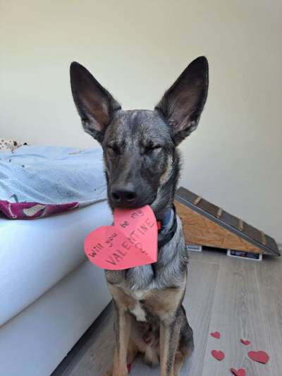 Valentins Wuffis-Beitrag-Bild