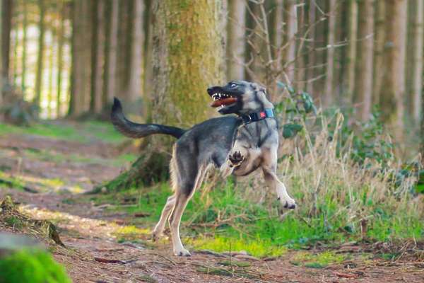 20. Collagen Challenge - "Lustige Schnappschüsse"-Beitrag-Bild