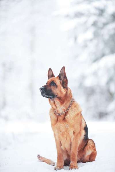 Deutsche Schäferhunde, Belgische Schäferhunde.-Beitrag-Bild