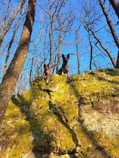 31. Collagen Challenge - Bänke/ Steine /Baumstümpfe-Beitrag-Bild
