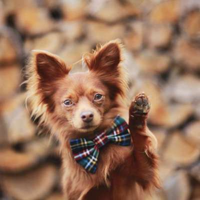 23. Collagen-Challenge: Portraits-Beitrag-Bild