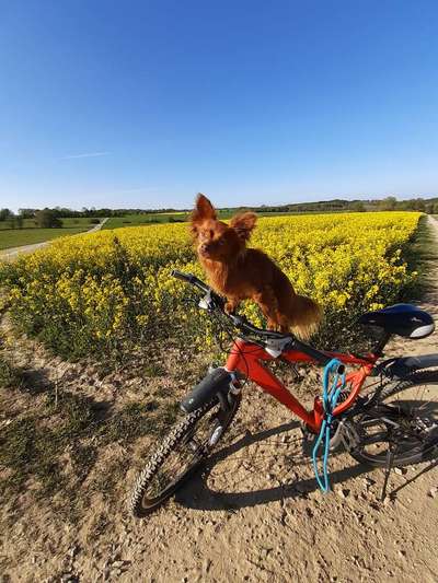 33. Collagen Challenge - Dein Hund und ein Fahrrad-Beitrag-Bild