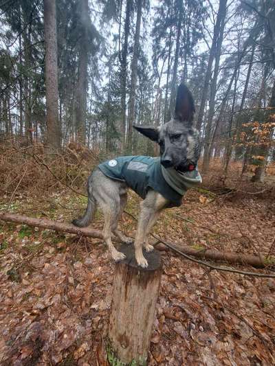 31. Collagen Challenge - Bänke/ Steine /Baumstümpfe-Beitrag-Bild