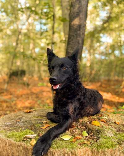 Schäferhundetreff PLZ-Beitrag-Bild