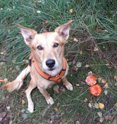 Podencomischling oder Podenco-Beitrag-Bild