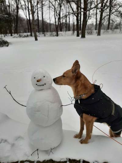 Podencomischling oder Podenco-Beitrag-Bild
