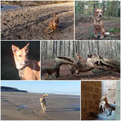 Hund aus dem Spanischen Tierschutz-Beitrag-Bild