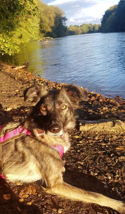 Dogorama-Monats-Challenge-Mai "Wasser"-Beitrag-Bild