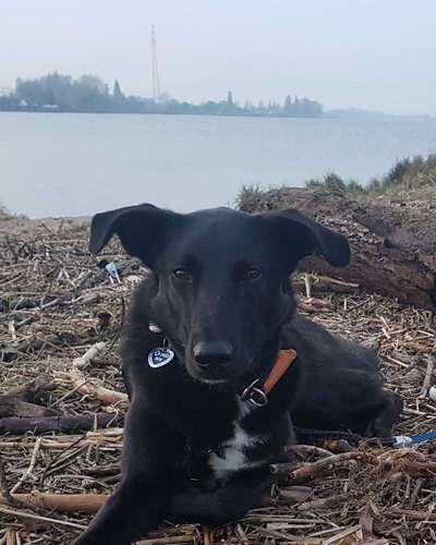 Dogorama-Monats-Challenge-Mai "Wasser"-Beitrag-Bild