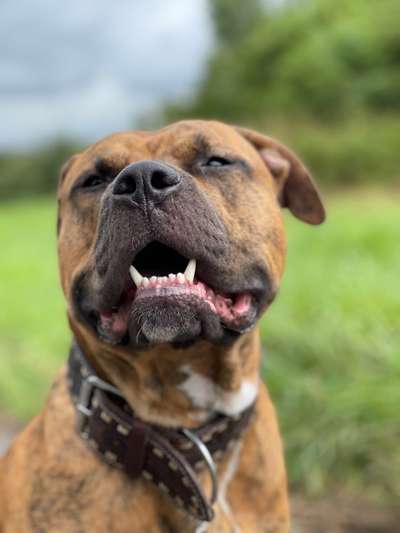 Fotochallenge Nr. 47 - Zeigt die Zähne-Beitrag-Bild