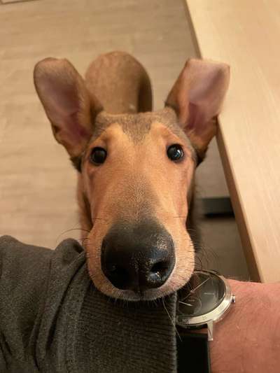 Dogorama Photo Challenge- Aufmerksamkeit bitte!-Beitrag-Bild