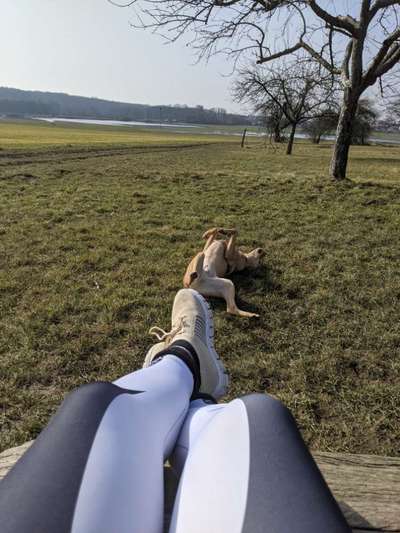Challenge 23 : "  Euer Hund beim Frühlingserwachen "-Beitrag-Bild