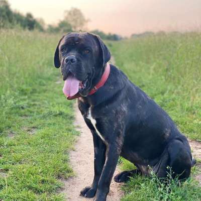 Hundetreffen-Gassirunde Leverkusen-Profilbild