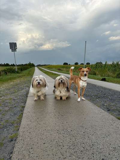 Hundetreffen-Gruppenspaziergang-Bild