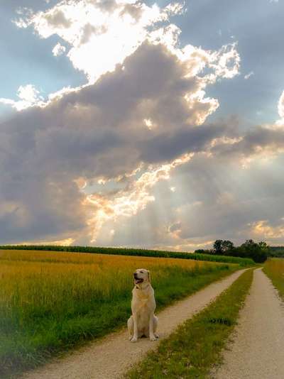 Die Dogorama Monats Challenge "Es grünt und blüht"-Beitrag-Bild