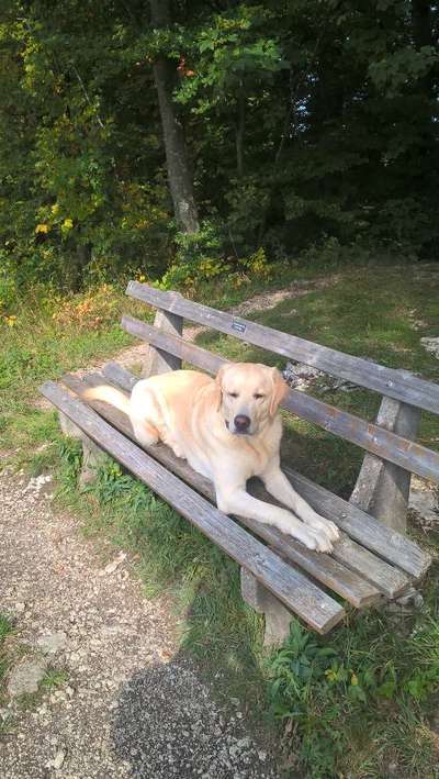 Labradorfans-Beitrag-Bild