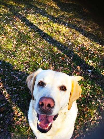 Die Dogorama Kalender Challenge Teil 1/4-Beitrag-Bild