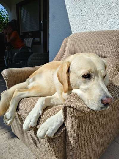 Labradorfans-Beitrag-Bild